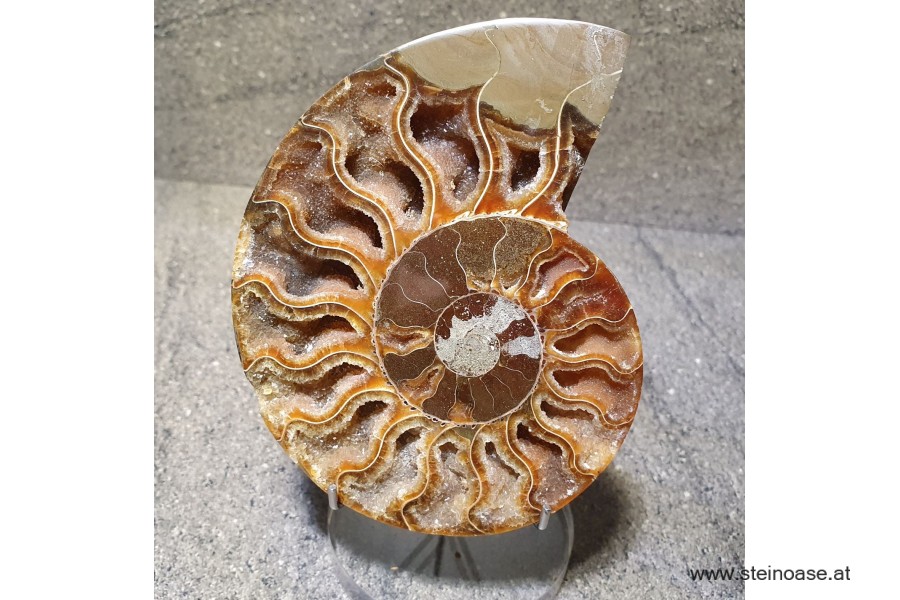 Ammonite Nr.1 - links